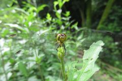 マユタテアカネ