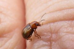 ムネアカキバネサルハムシ