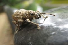 シロコブゾウムシ