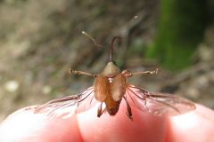 ツバキシギゾウムシ