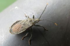 ツマキヘリカメムシ
