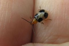 ヨツボシハムシ