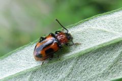 ヨツボシテントウダマシ