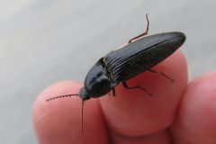 アカアシオオクシコメツキ