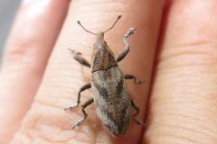 ハスジカツオゾウムシ