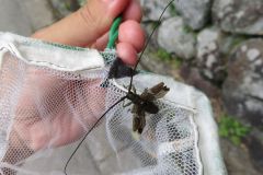 ヒメヒゲナガカミキリ