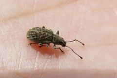 ミドリクチブトゾウムシ