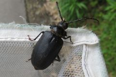 ニセノコギリカミキリ