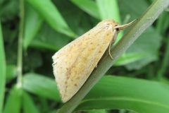 ウスキシャチホコ