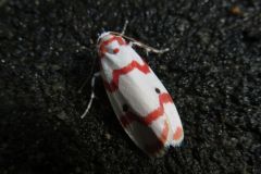 アカスジシロコケガ