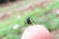 ヒメカマキリの幼虫