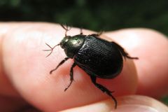 セマダラコガネ
