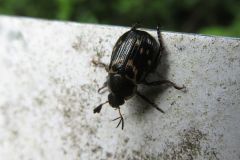 セマダラコガネ