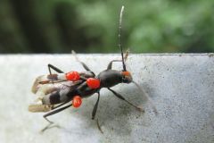トゲヒゲトラカミキリ