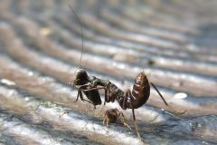 ヒメカマキリの幼虫