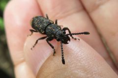 ナガフトヒゲナガゾウムシ