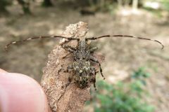 ナガゴマフカミキリ