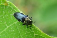 ムネアカチビナカボソタマムシ