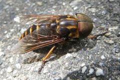 アカウシアブ