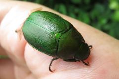 アオドウガネ