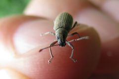 ミドリクチブトゾウムシ