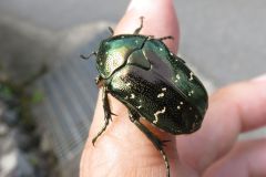 シロテンハナムグリ