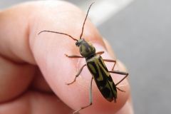 タケトラカミキリ