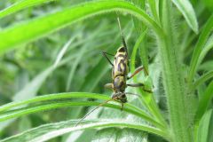 タケトラカミキリ