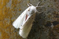 アカハラゴマダラヒトリ