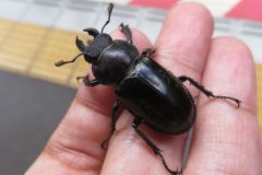 ミヤマクワガタ