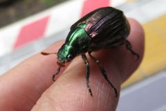 オオスジコガネ
