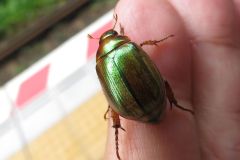 サクラコガネ