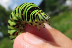 キアゲハの幼虫