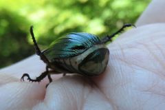 オオスジコガネ