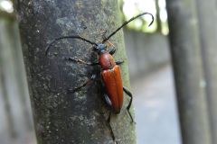 アカハナカミキリ