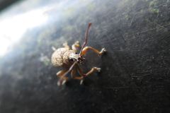 ケブカクチブトゾウムシ