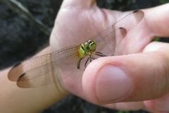 マユタテアカネ
