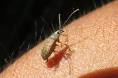 オオクチブトゾウムシ