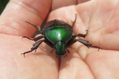 カナブン