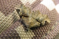 クロハナコヤガ