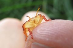 エビイロカメムシの幼虫
