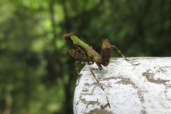 ヒメカマキリの幼虫