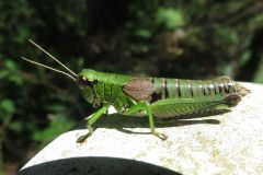 オマガリフキバッタ