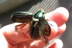 オオスジコガネ