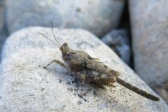 ハネナガヒシバッタ