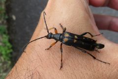 オオヨツスジハナカミキリ