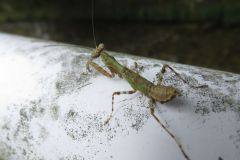 ヒメカマキリの幼虫