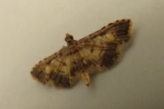 イノウエノメイガ