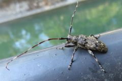 ナガゴマフカミキリ