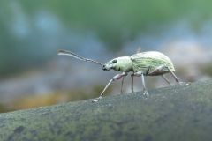 オオクチブトゾウムシ